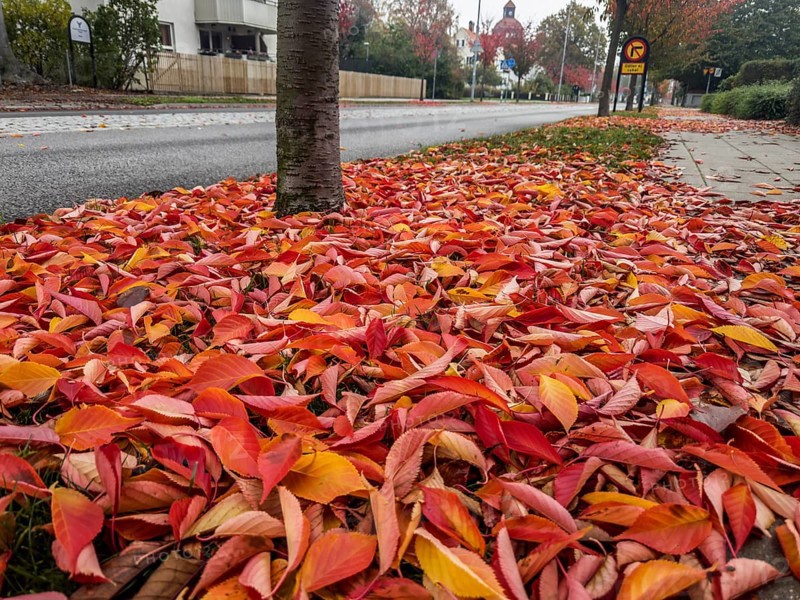 Leaves fallen from Japanese cherry tree in autumn by street in Ystad, Skåne county, Sweden, Scandinavia, Europe