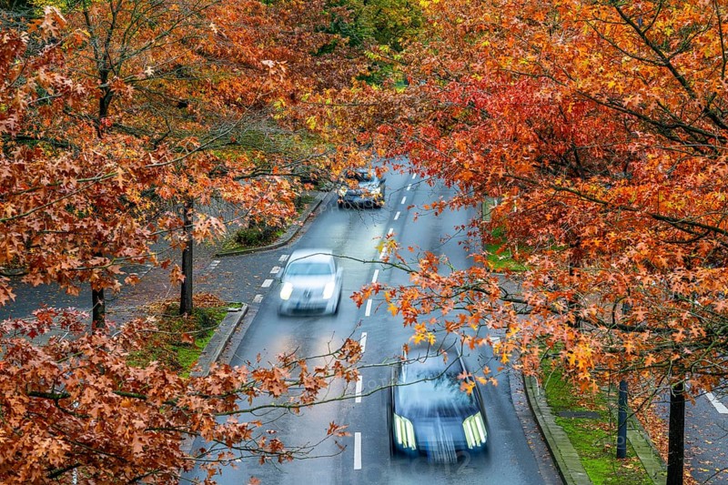 Autumn, road traffic, inner-city, trees in autumnal colours line a 4-lane road, symbolic image, Bottroper Straße in Essen, North Rhine-Westphalia, Germany, Europe