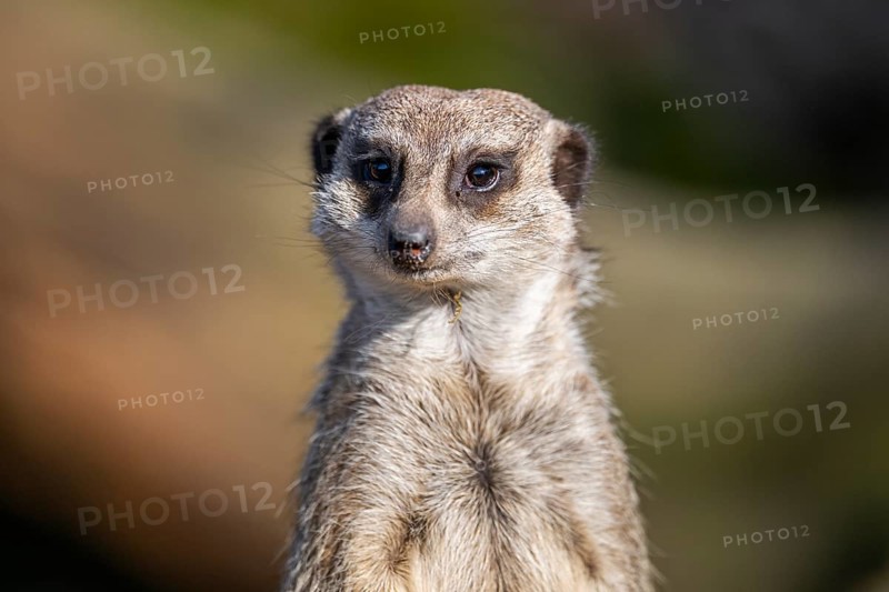 Meerkat (Suricata suricatta) standing sweet and curious in the desert, captive, occurrence Africa