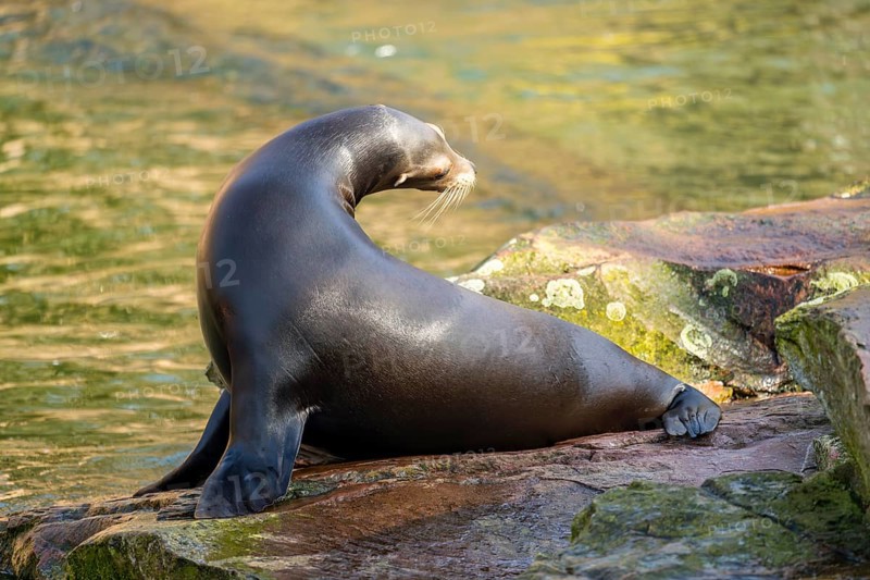 California sea lion (Zalophus californianus), at the shore of the sea, captive, Germany, Europe