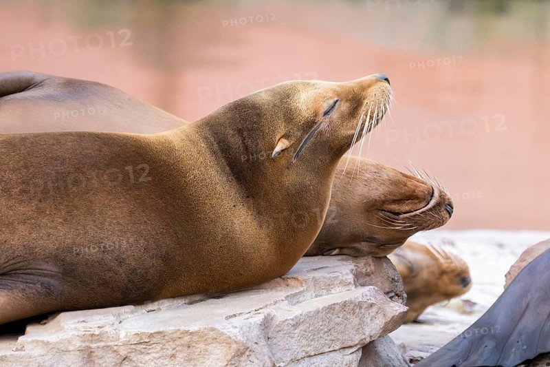 California sea lion (Zalophus californianus), at the shore of the sea, captive, Germany, Europe