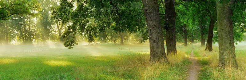 Narrow hiking trail through an avenue of oaks and ash trees in the morning light, sun shining through morning mist, Blütengrund, Naumburg, Burgenlandkreis, Saxony-Anhalt, Germany, Europe