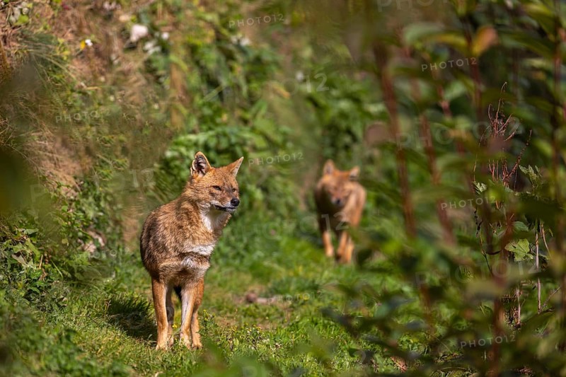 Two golden jackal (Canis aureus) walking through dense green vegetation