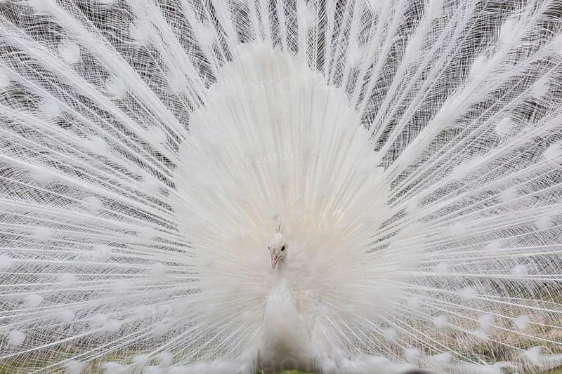 Male White Peafowl (Pavo cristatus mut. alba) displaying