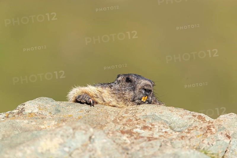 One adult Alpine Marmot, Marmota marmota resting on a rocky rim