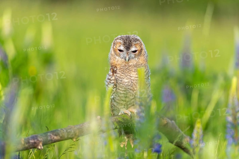 One young Ural owl (Strix uralensis) sitting on a branch lying in a field of flowering lupines in late evening light
