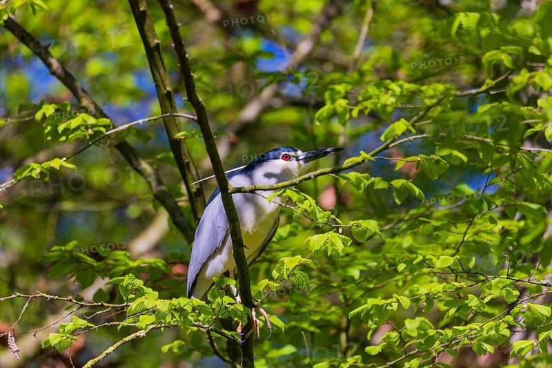 One black-crowned night heron (Nycticorax nycticorax) or black-capped night heron sits in a tree