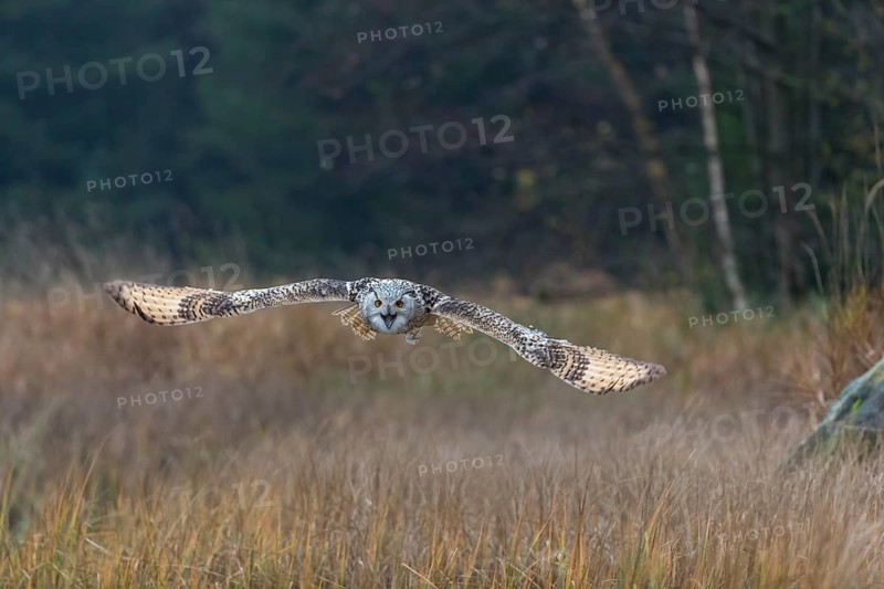 One Siberian Eagle Owl (Bubo bubo sibiricus) flying over tall reed grass lakeshore on an autumnal misty cold morning