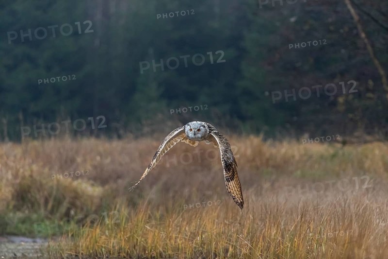 One Siberian Eagle Owl (Bubo bubo sibiricus) flying over tall reed grass lakeshore on an autumnal misty cold morning