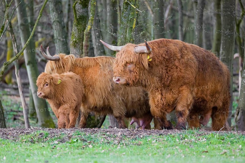 A family of Highlands (Bos (primigenius), a bull, a cow and a calf stand at a forest edge
