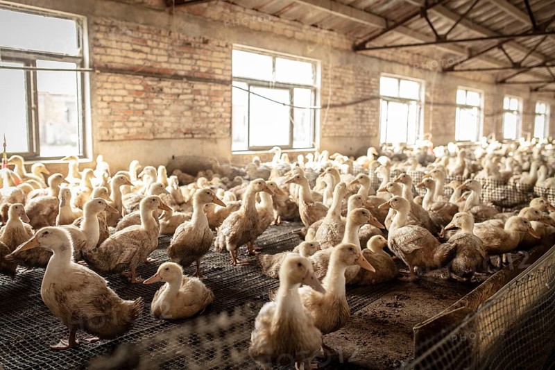 Ducks in rearing station, Jiang Su Salted Duck Farming Co. Ltd, Xiang Shui County, China, Asia