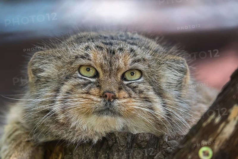Portrait of a Pallas's cat (Otocolobus manul) or Manul. Near Threatened species on the IUCN Red List since 2002