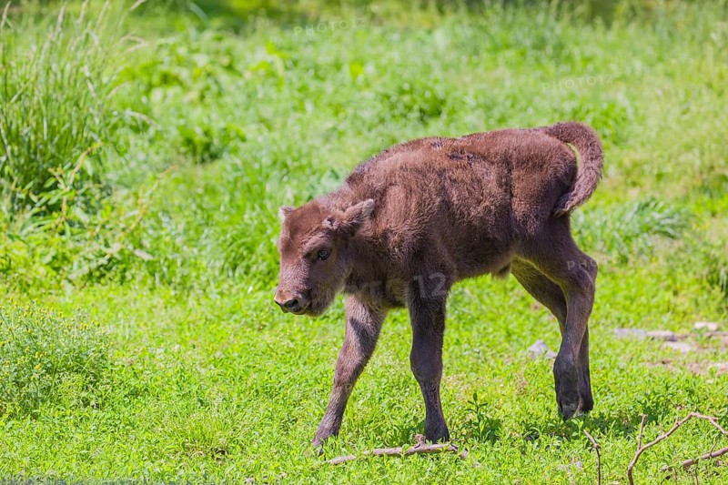 A European bison calf (Bison bonasus) walks across a green meadow