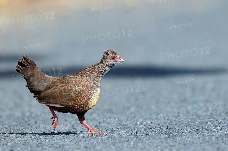 Rock Hen, Rock Quail, (Ptilopachus petrosus), Tendaba camp Kwinella area, Kwinella, South Bank, Gambia, Africa