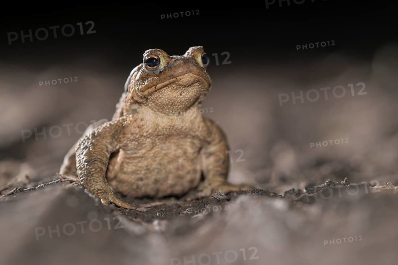 Common toad (Bufo bufo), single male, on the way to spawning waters, evening, toad migration, Bottrop, Ruhr area, North Rhine-Westphalia, Germany, Europe
