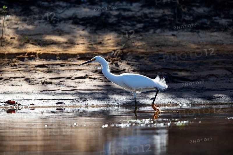 Great White Egret (Egretta thula) Pantanal Brazil