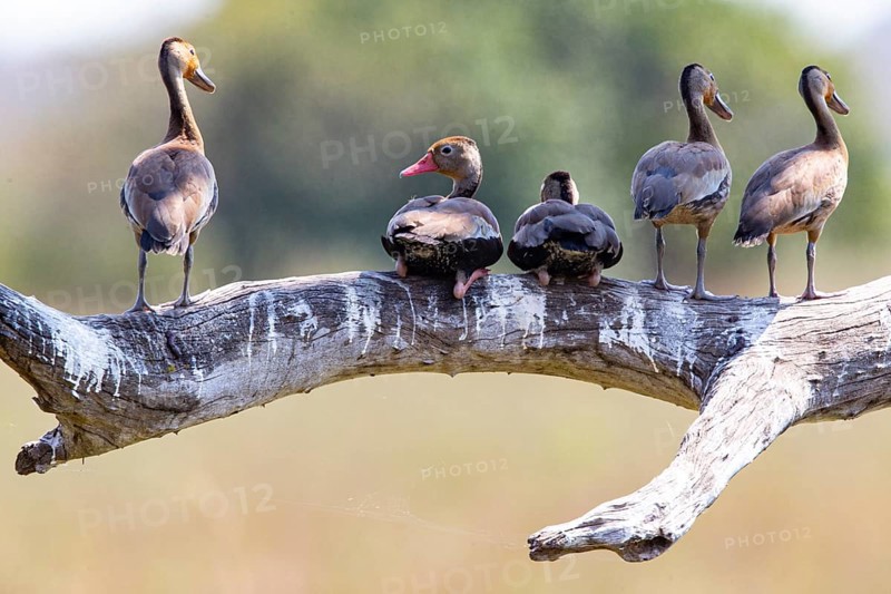 Red-billed whistling duck (Dendrocygna autumnalis) Pantanal Brazil
