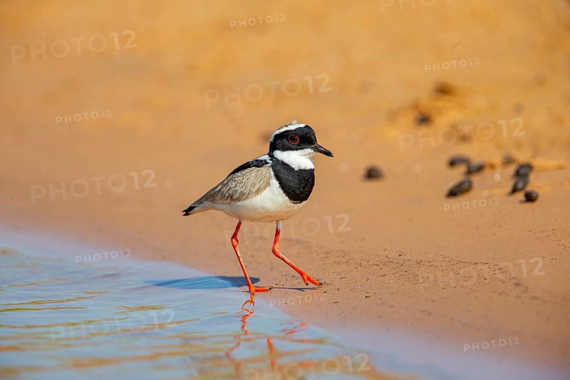 Cayenne plover (Vanellus cayanus) Pantanal Brazil