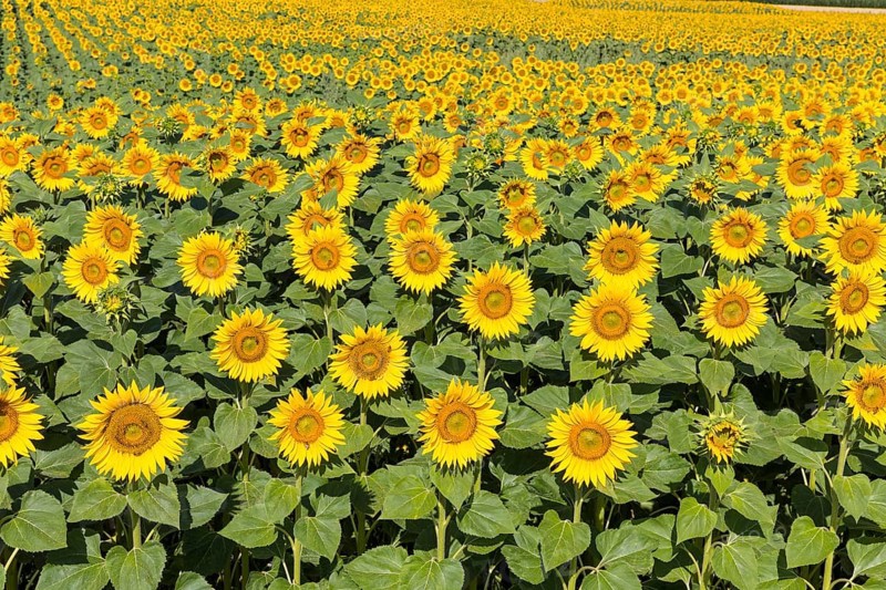 Sunflowers (Helianthus annuus), sunflower field in bloom, Hirschstein, Saxony, Germany, Europe