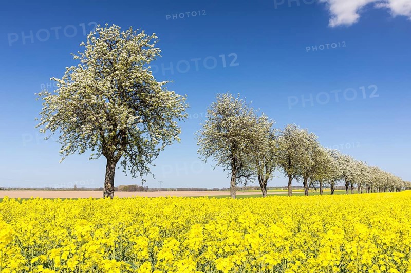 Flowering fruit trees and rape field (Brassica napus) in bloom, near Ganzig, Liebschützberg, Saxony, Germany, Europe