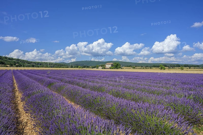 Lavender field and house, Simiane-la-Rotonde, Alpes-de-Haute-Provence, France, Europe