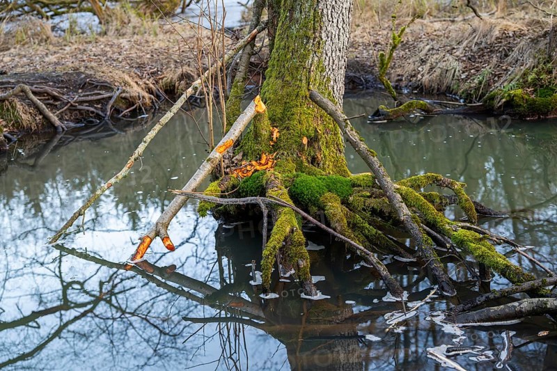 Winterladscape of tree bitten by a Eurasian beaver (Castor fiber) in a swamp, Lengenbach, Deining, Upper Palatinate, Bavaria, Germany, Europe