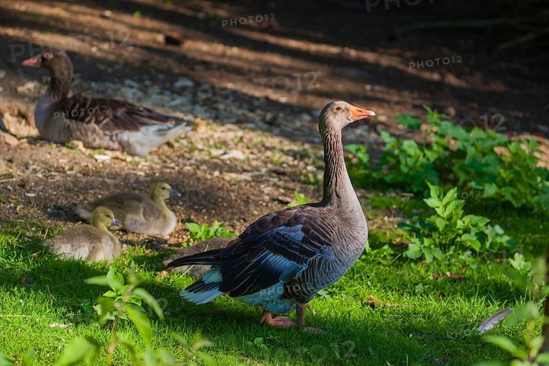 One couple of adult Greylag Goose, Anser anser, with three chicks walk over a green meadow