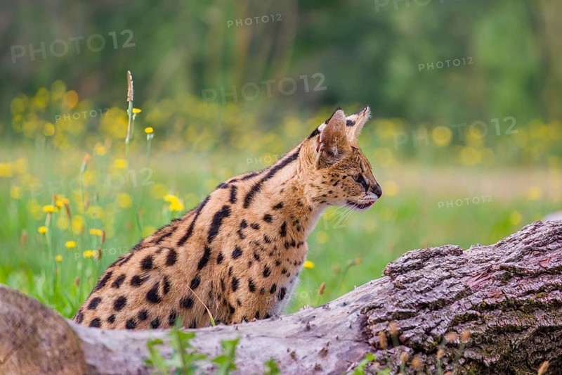 A serval, Leptailurus serval, sits behind a dead tree lying on a green meadow with some dandelion flowering