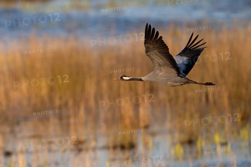 Crane (Grus grus), Hornborgorsjön, Sweden, Europe