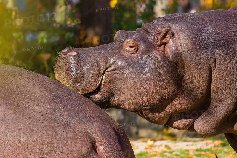 Two hippopotamus or hippo (Hippopotamus amphibius), standing on a river bank