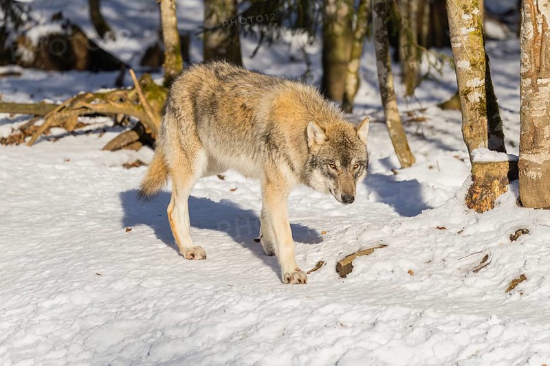 A young grey wolf (Canis lupus lupus) runs across the sloping, snow-covered meadow at the edge of a forest on a cold, sunny day