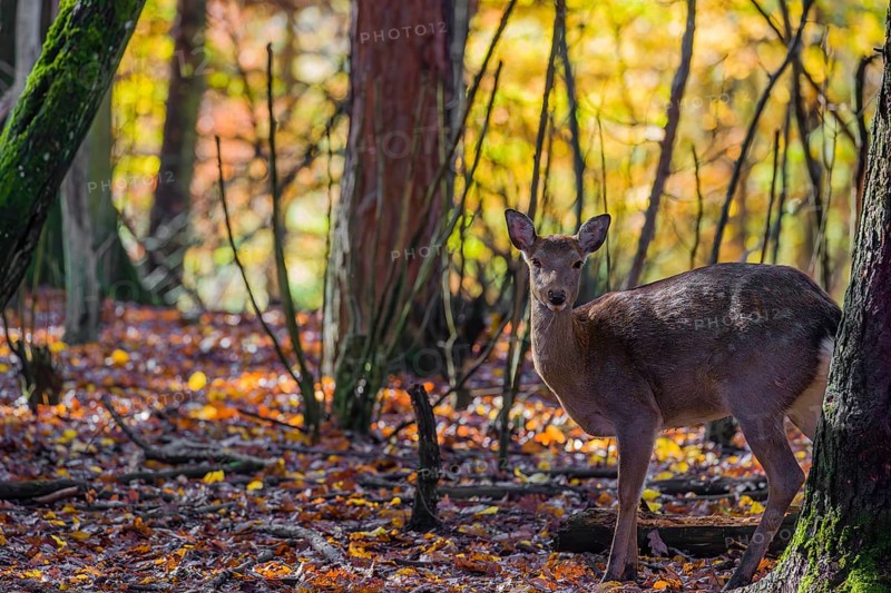 A female Manchurian sika deer or Dybowski's sika deer (Cervus nippon mantchuricus or Cervus nippon dybowskii) stands in an autumnal forest