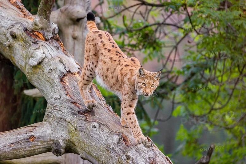 A Eurasian lynx (Lynx lynx) runs down a dead tree lying at an angle