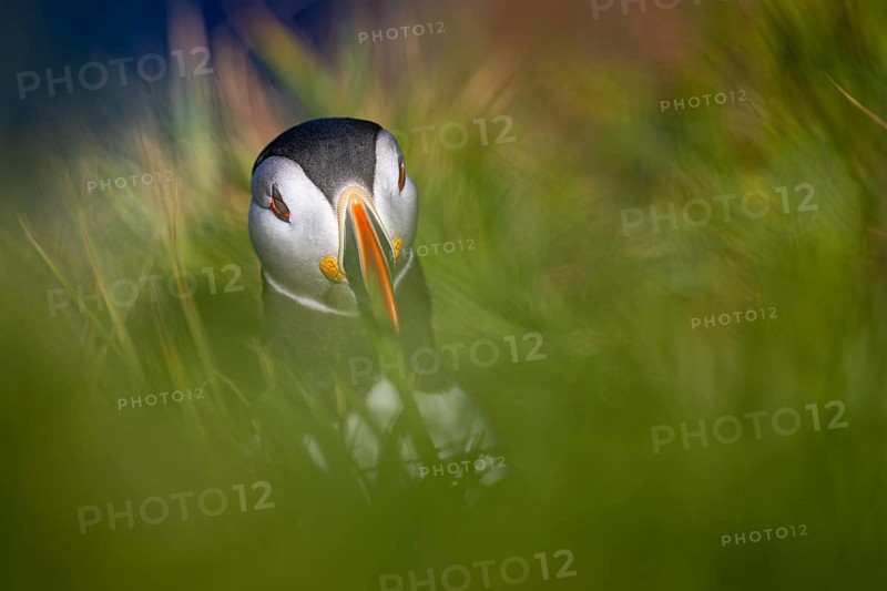 Puffin (Fratercula arctica) sitting in tall grass, Shetland Islands, Great Britain