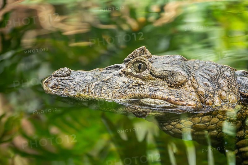 Saltwater crocodile (Crocodylus porosus) swimming in the water, captive