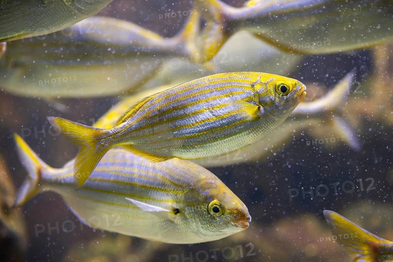Salema porgy (Sarpa salpa) swimming under water, captive, Germany, Europe