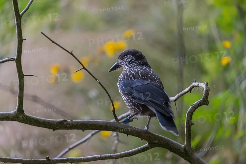 One spotted nutcracker or Eurasian nutcracker (Nucifraga caryocatactes) sitting on a twig. Green grass and blooming dandelion in the background