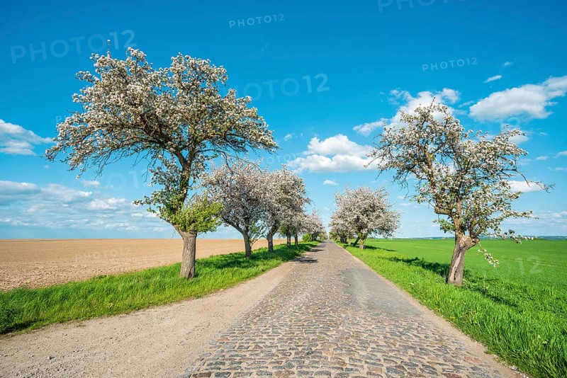 Avenue with blossoming fruit trees in spring under a blue sky with cumulus clouds, narrow country road with cobblestones, Burgenlandkreis, Saxony-Anhalt, Germany, Europe