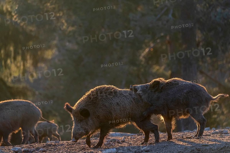 Two wild boar or wild pig (Sus scrofa) play fighting on an opening. Strong backlit condition