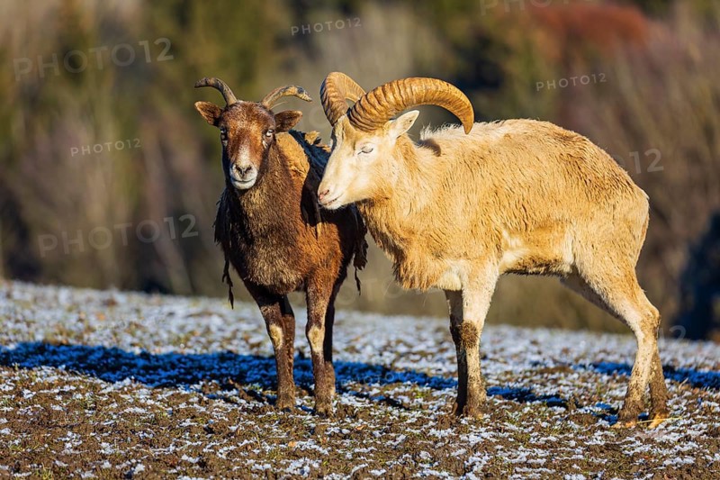 Two snow sheep (Ovis nivicola), or Siberian bighorn sheep stand on a snow covered meadow