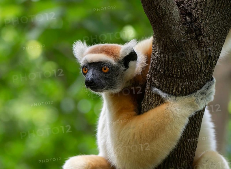 Golden-crowned sifaka (propithecus tatersalli) in the dry forests of northern Madagascar