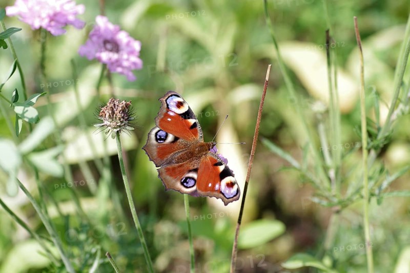 European peacock (Aglais io), butterfly, macro, flower, coloured, The peacock butterfly sucks nectar from the flower of a scabiosa