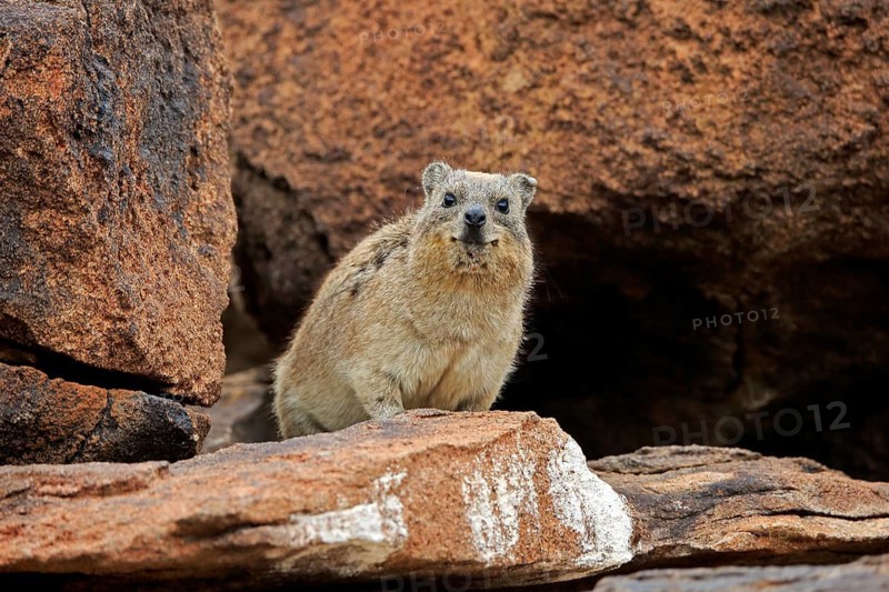 Rock hyrax (Procavia capensis), adult, alert, on rocks, Mountain Zebra National Park, South Africa, Africa