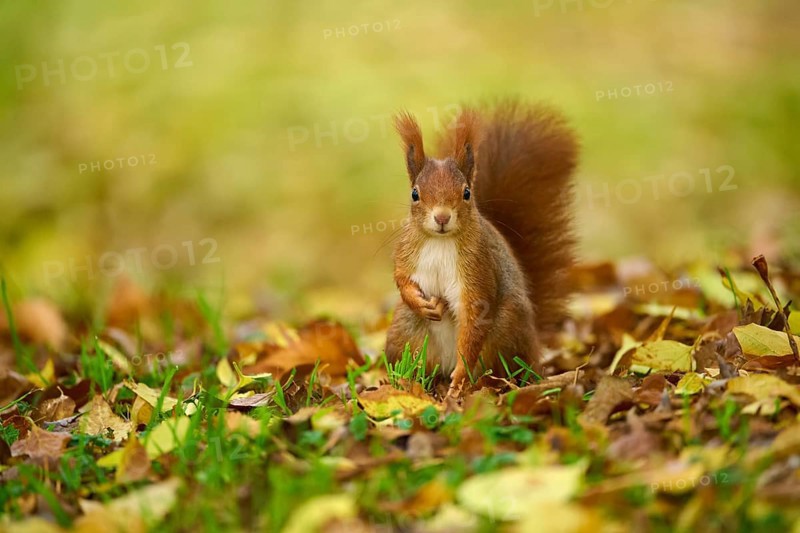 Eurasian squirrel (Sciurus vulgaris), standing in a meadow full of autumn leaves with colourful foliage, Baden-Württemberg, Germany, Europe