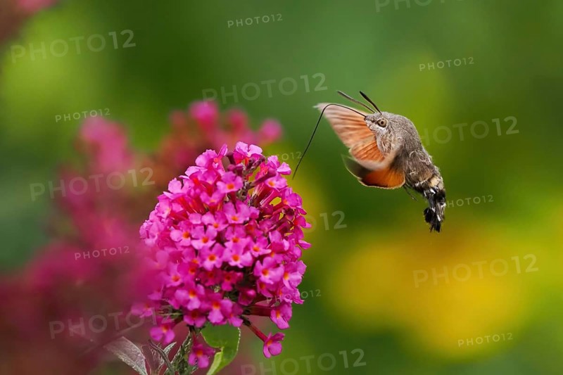 Dove tail (Macroglossum stellatarum) hovering next to a pink flower, summer lilac (Buddleja davidii), in flight, Hesse, Germany, Europe