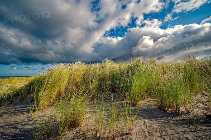 European Marram Grass (Ammophila arenaria) on the Baltic Sea beach, cloudy mood, Ahrenshoop, Fischland-Darß-Zingst peninsula, Baltic Sea, Mecklenburg-Western Pomerania, Germany, Europe