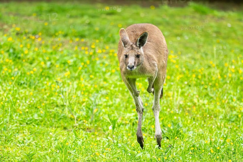Eastern grey kangaroo (Macropus giganteus) on a meadow, Bavaria, Germany, Europe