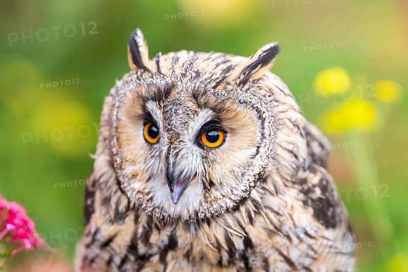 Long-eared owl (Asio otus), or lesser horned owl, sitting in middle of blossoming flowers, captive, Pyrenees, Catalonia, Spain, Europe