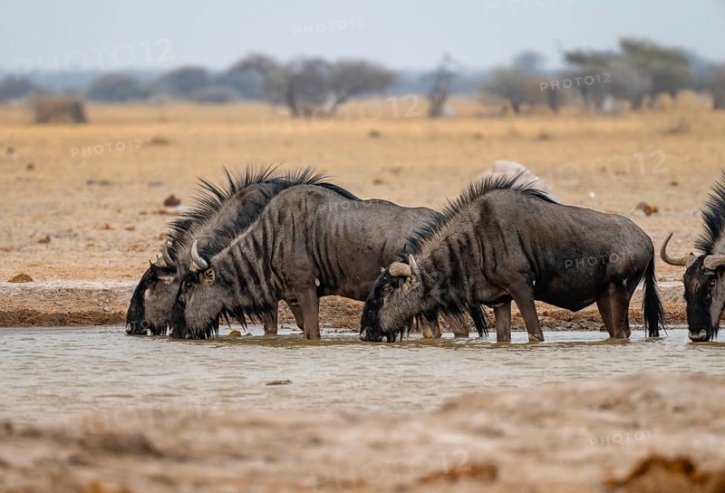 Blue wildebeest (Connochaetes taurinus), four wildebeest drinking at a waterhole, Nxai Pan National Park, Botswana, Africa