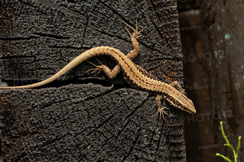 Common wall lizard (Podarcis muralis), wood, Carinthia